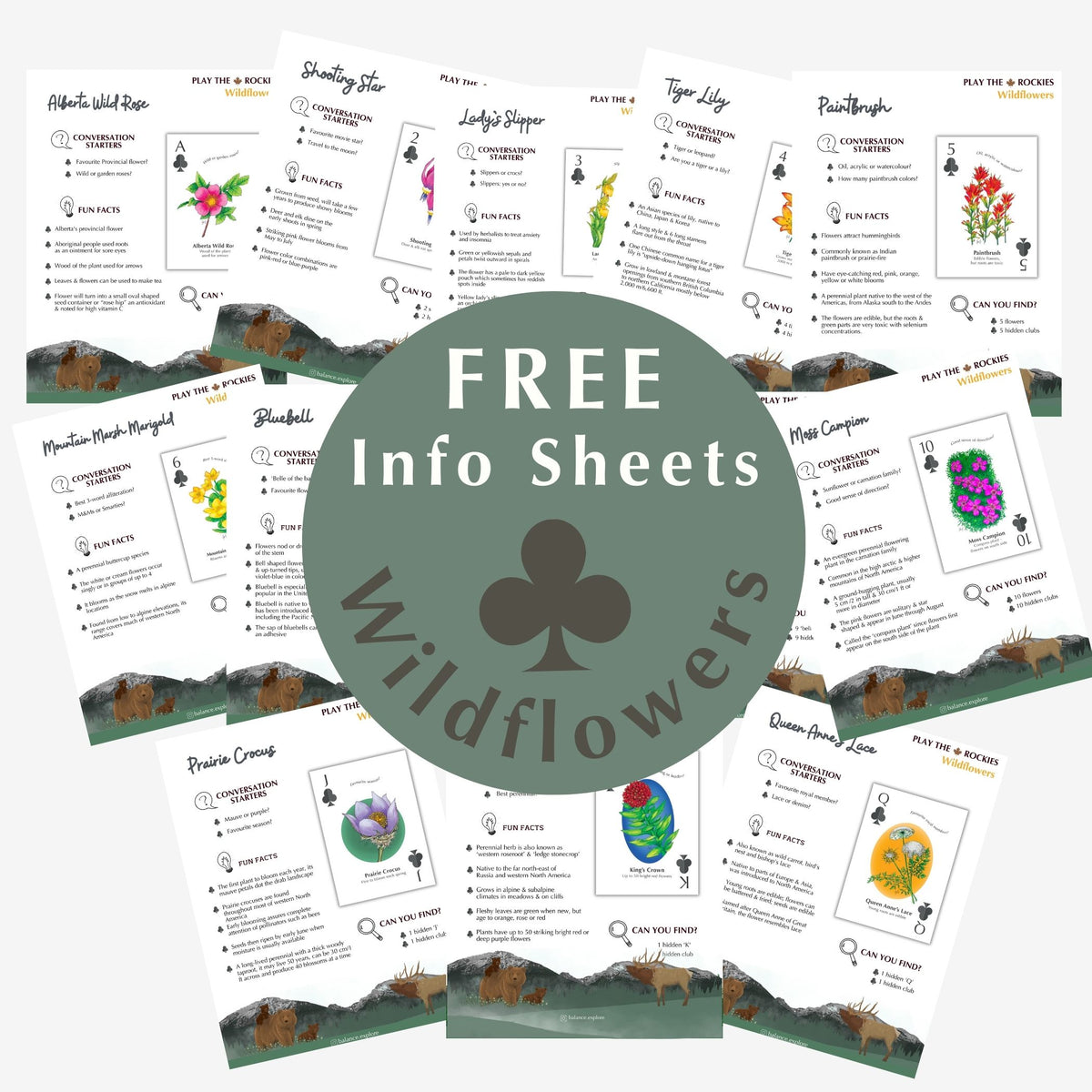 All 13 Wildflowers - Information Sheets