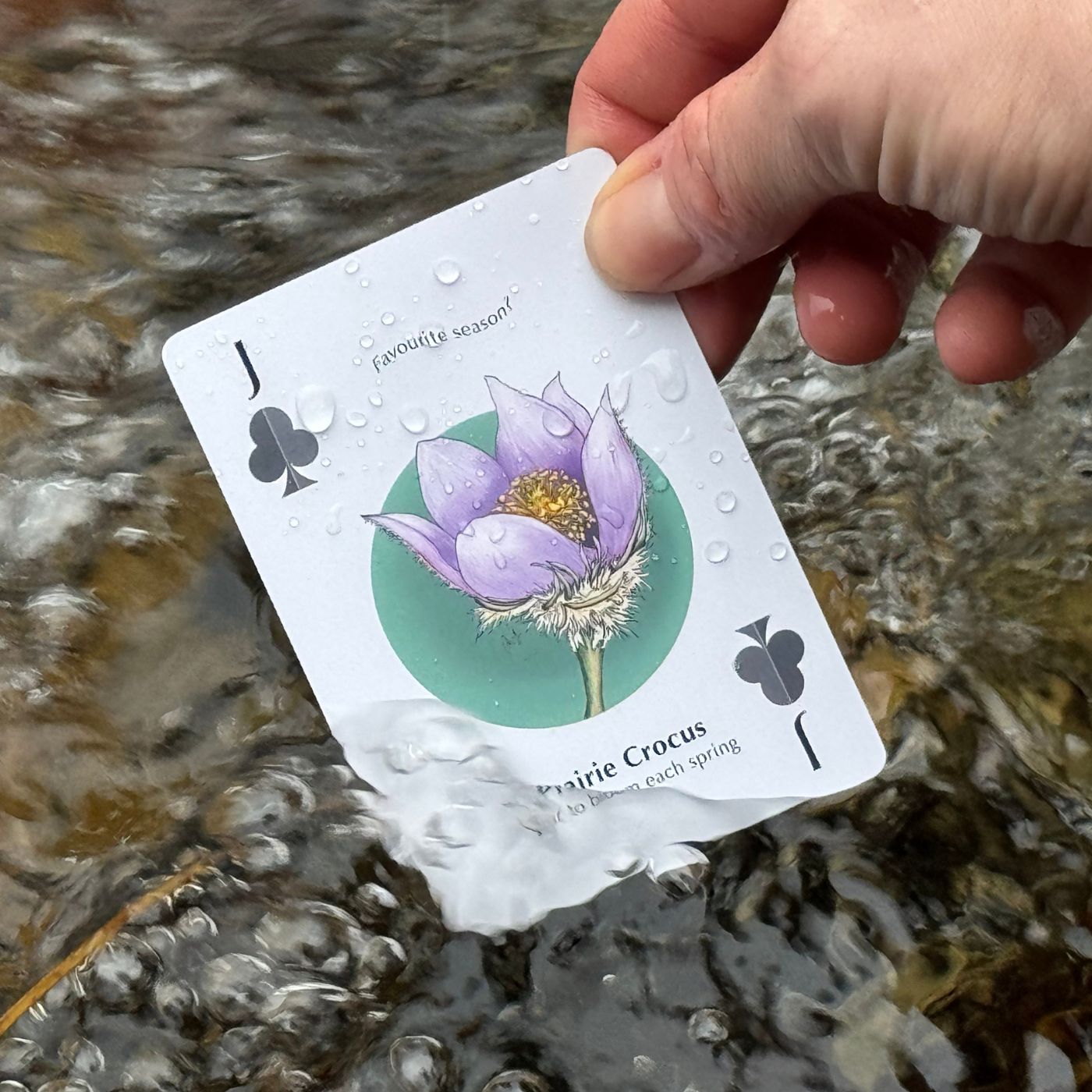 Play the Canadian Rockies 2.0 – Hand-Drawn Waterproof Playing Cards ⌲ Collectible Souvenir Deck Made with Recyclable Plastic