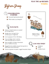 6 Big Horned Sheep - Wildlife - Information Sheet