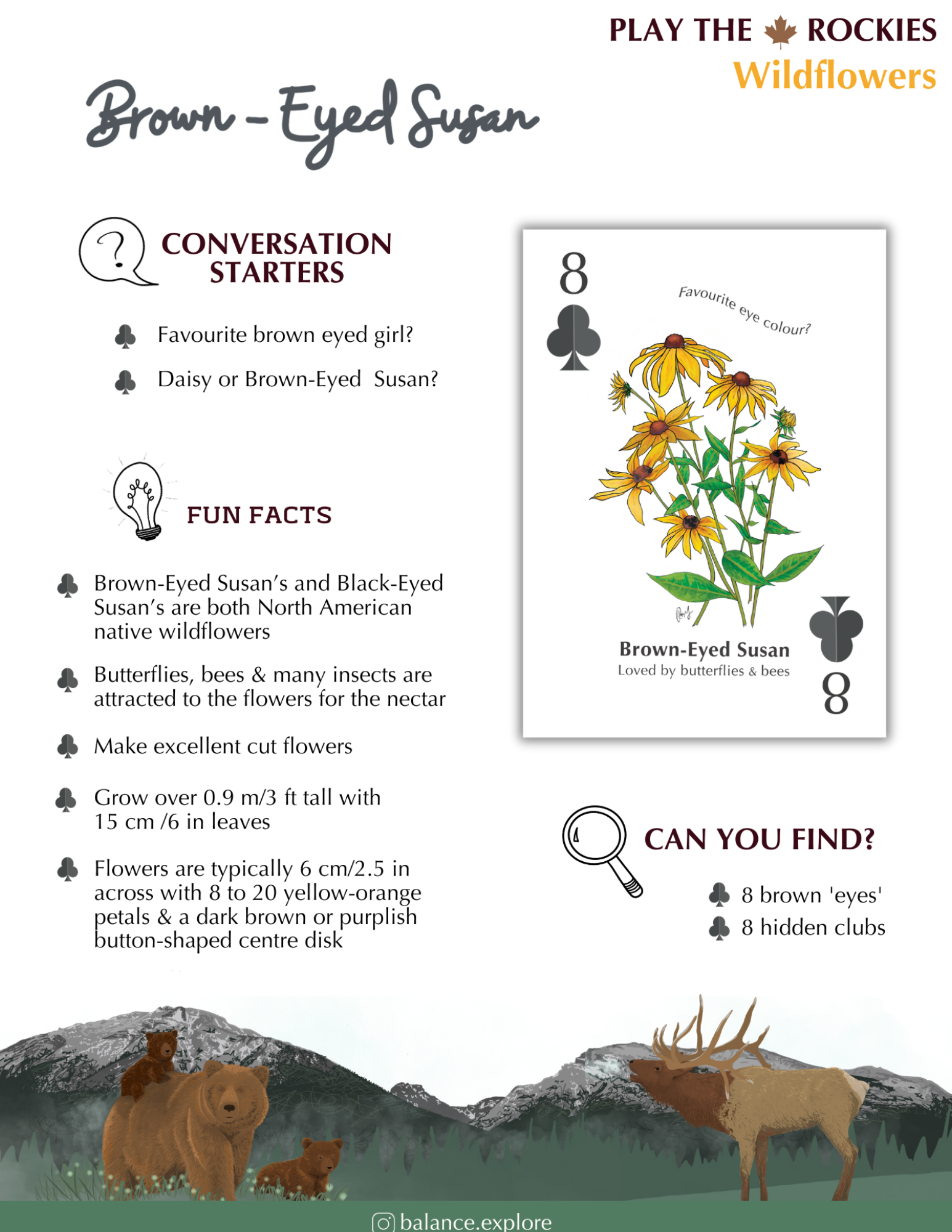 8 Brown-Eyed Susan - Wildflowers - Information Sheet