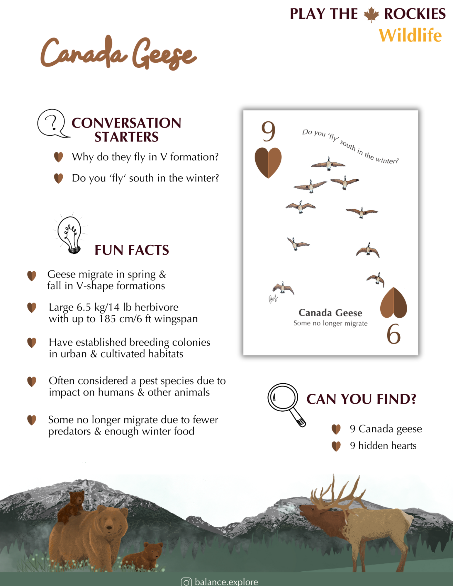 9 Canada Geese - Wildlife - Information Sheet