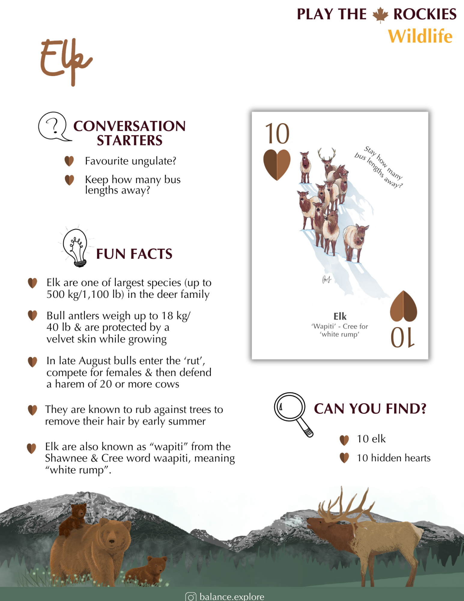 10 Elk - Wildlife - Information Sheet