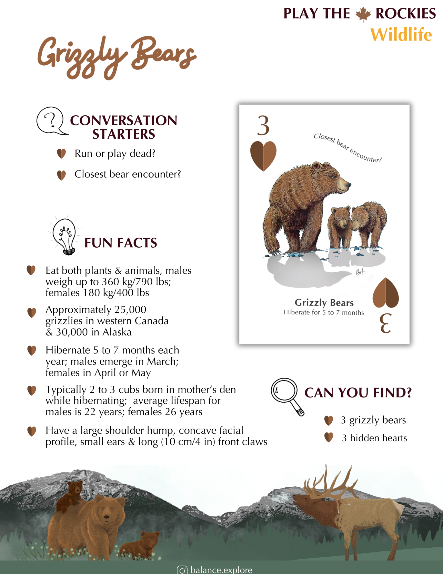 3 Grizzly Bears - Wildlife - Information Sheet