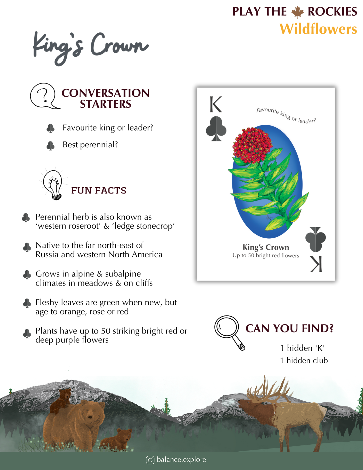 13 King - King's Crown - Wildflowers - Information Sheet