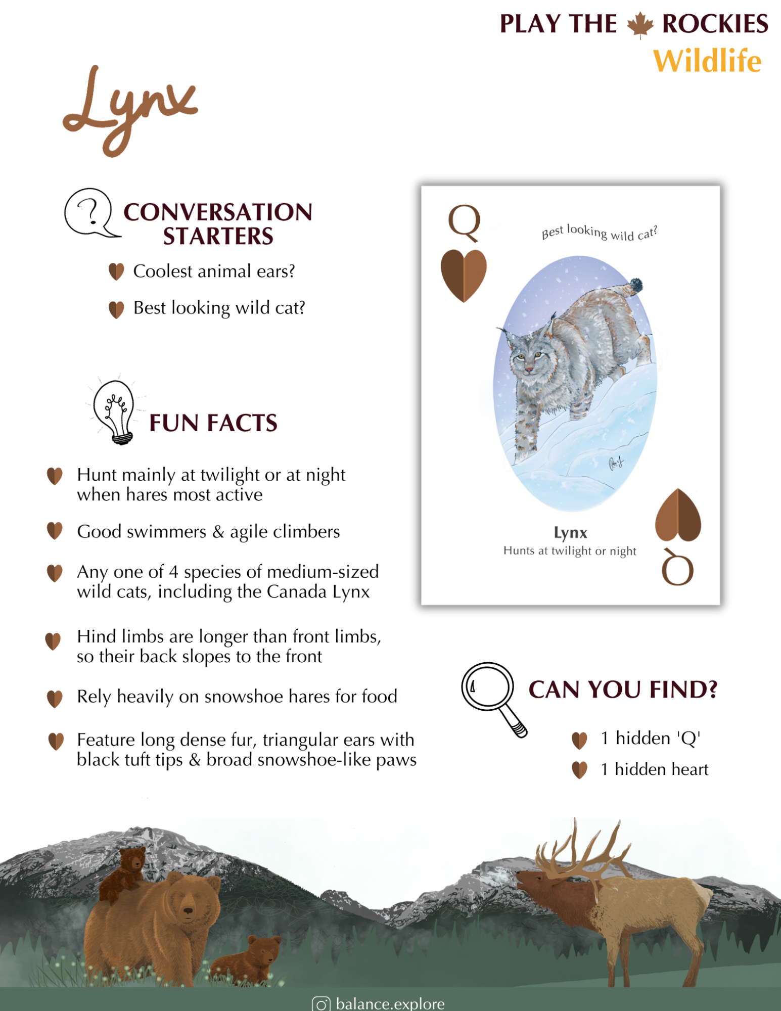 12 Queen - Lynx - Wildflife - Information Sheet