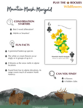 6 Mountain Marsh Marigold - Wildflowers - Information Sheet