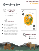 12 Queen - Queen Anne's Lace - Wildflowers - Information Sheet