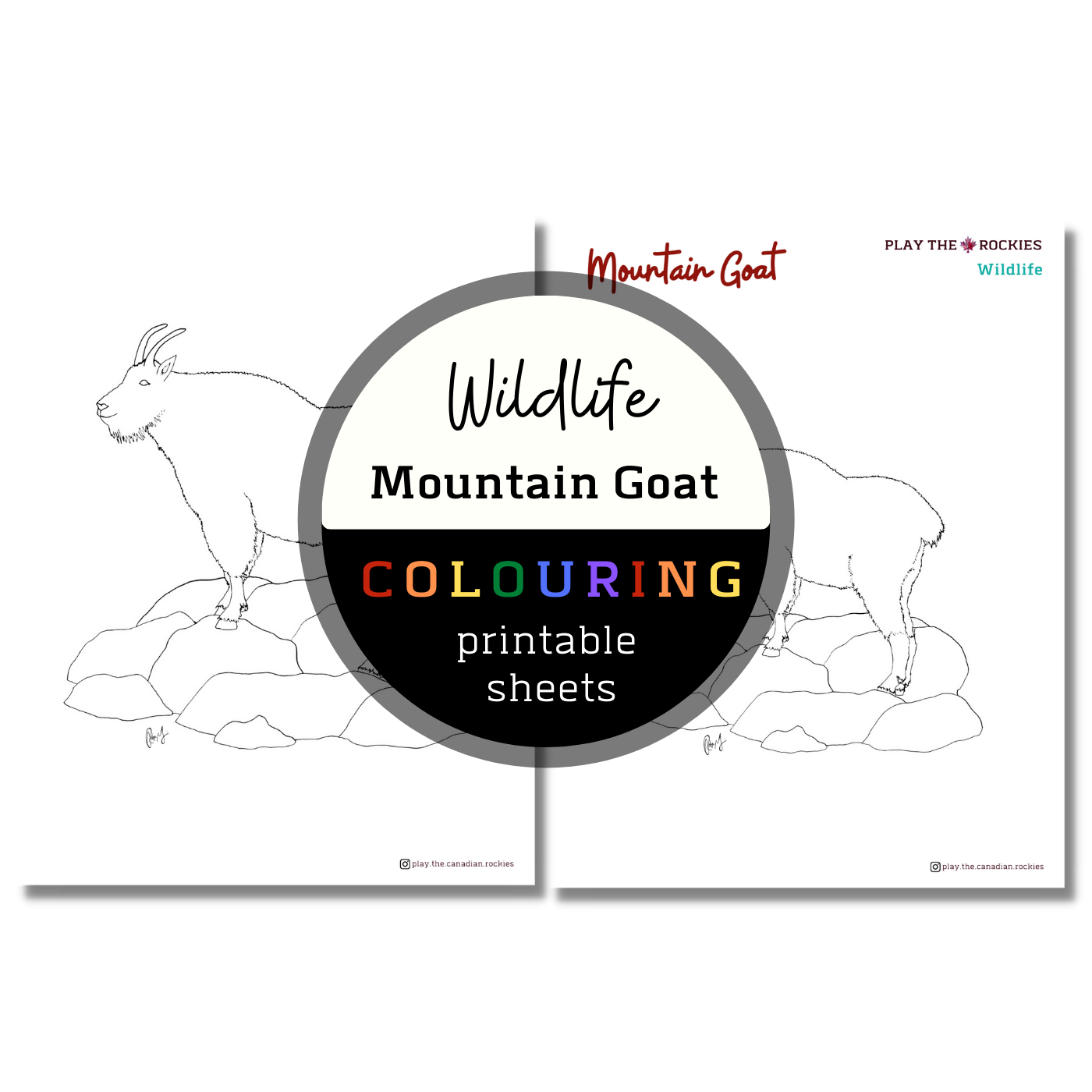 Wildlife: Mountain Goat Colouring Sheets ⌲ Printable