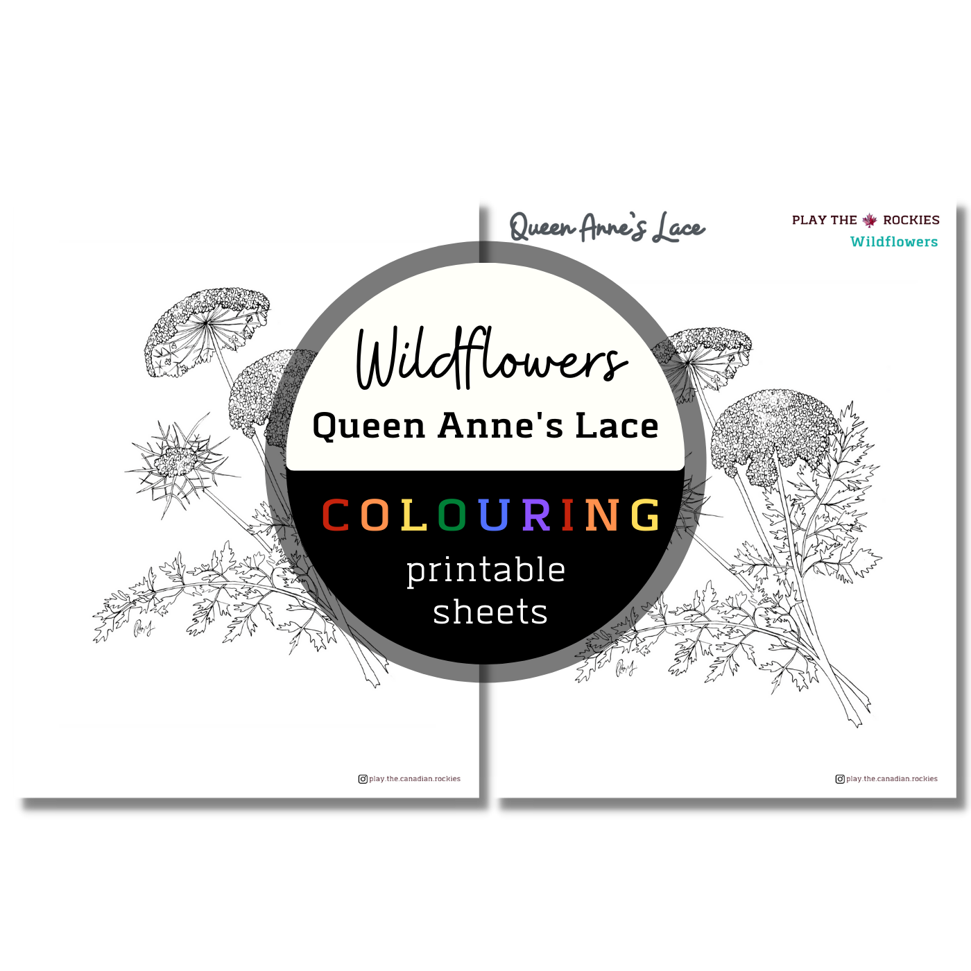 Set of 13 Wildflower Colouring Sheets ⌲ Printable