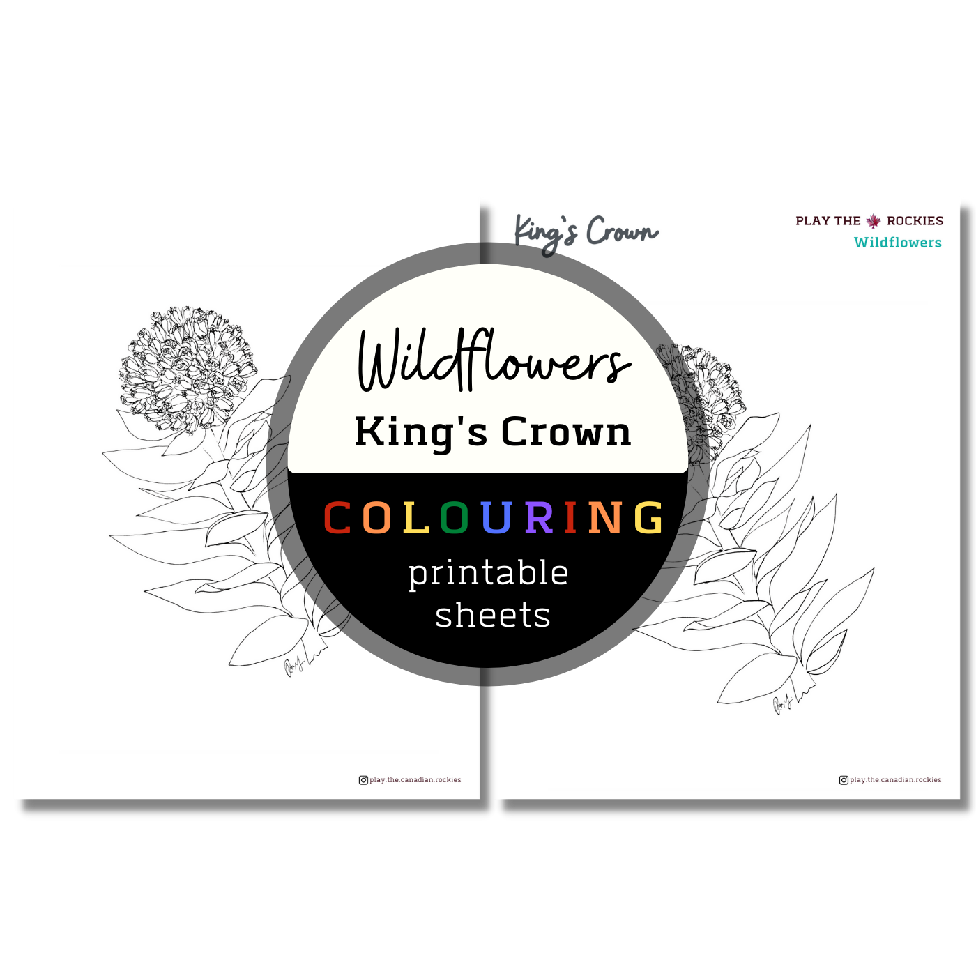 Set of 13 Wildflower Colouring Sheets ⌲ Printable
