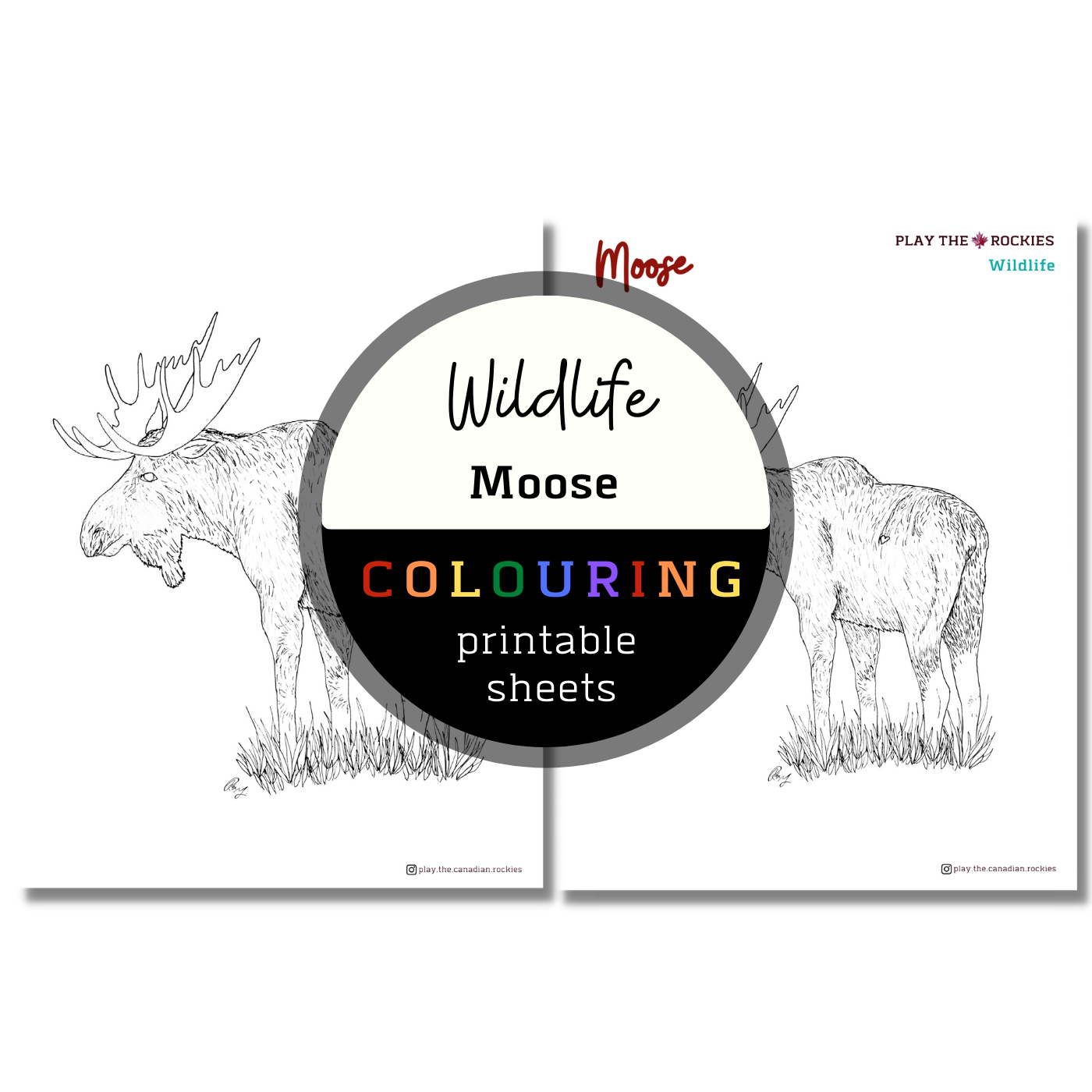 Set of 15 Wildlife Colouring Sheets ⌲ Printable