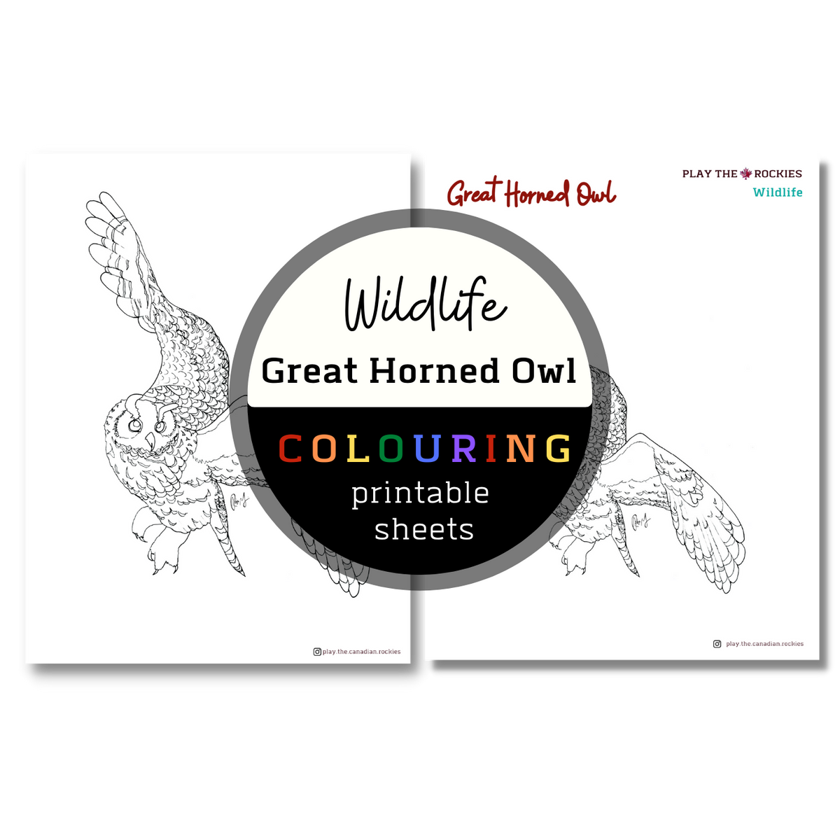 Wildlife: Great Horned Owl Colouring Sheets ⌲ Printable
