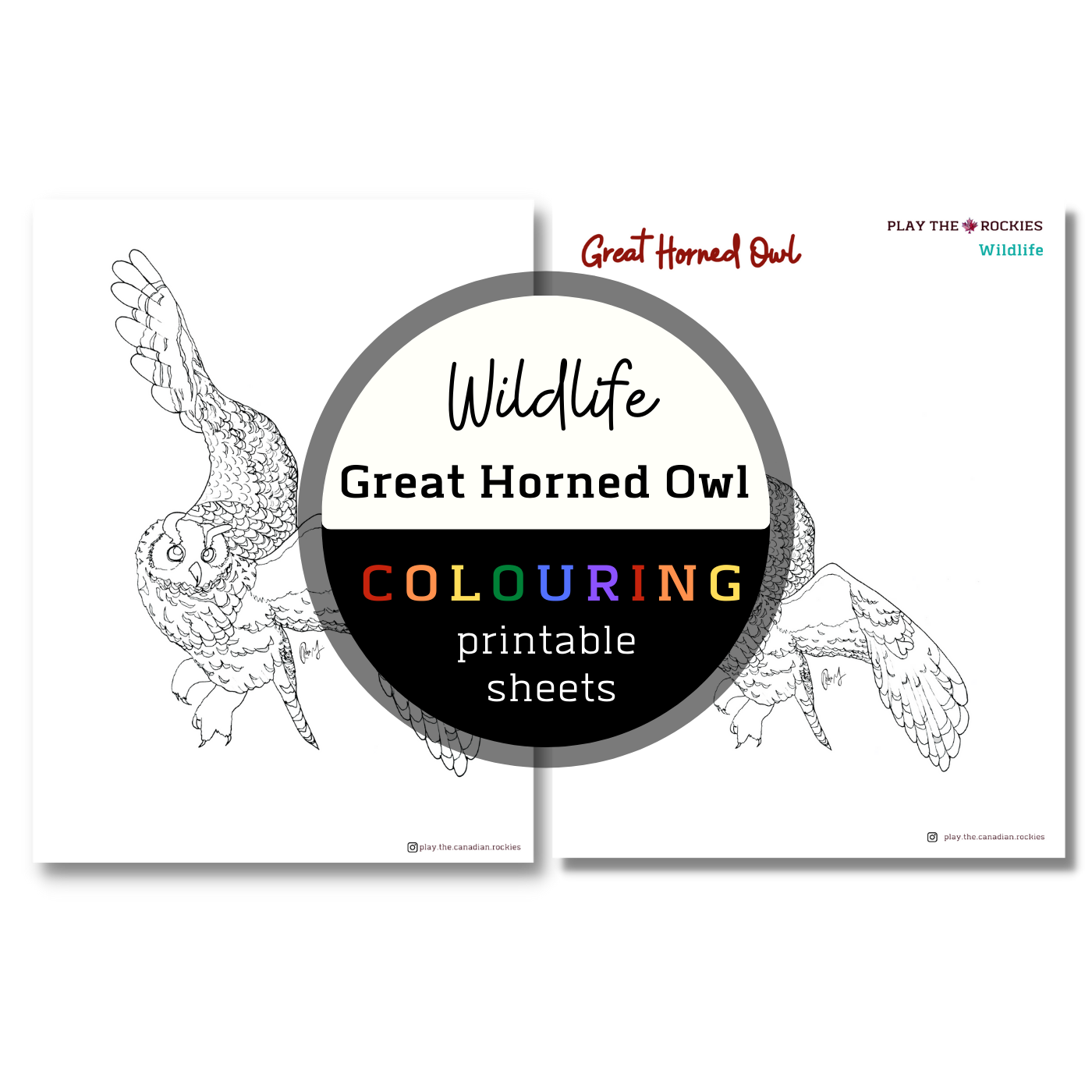 Wildlife: Great Horned Owl Colouring Sheets ⌲ Printable
