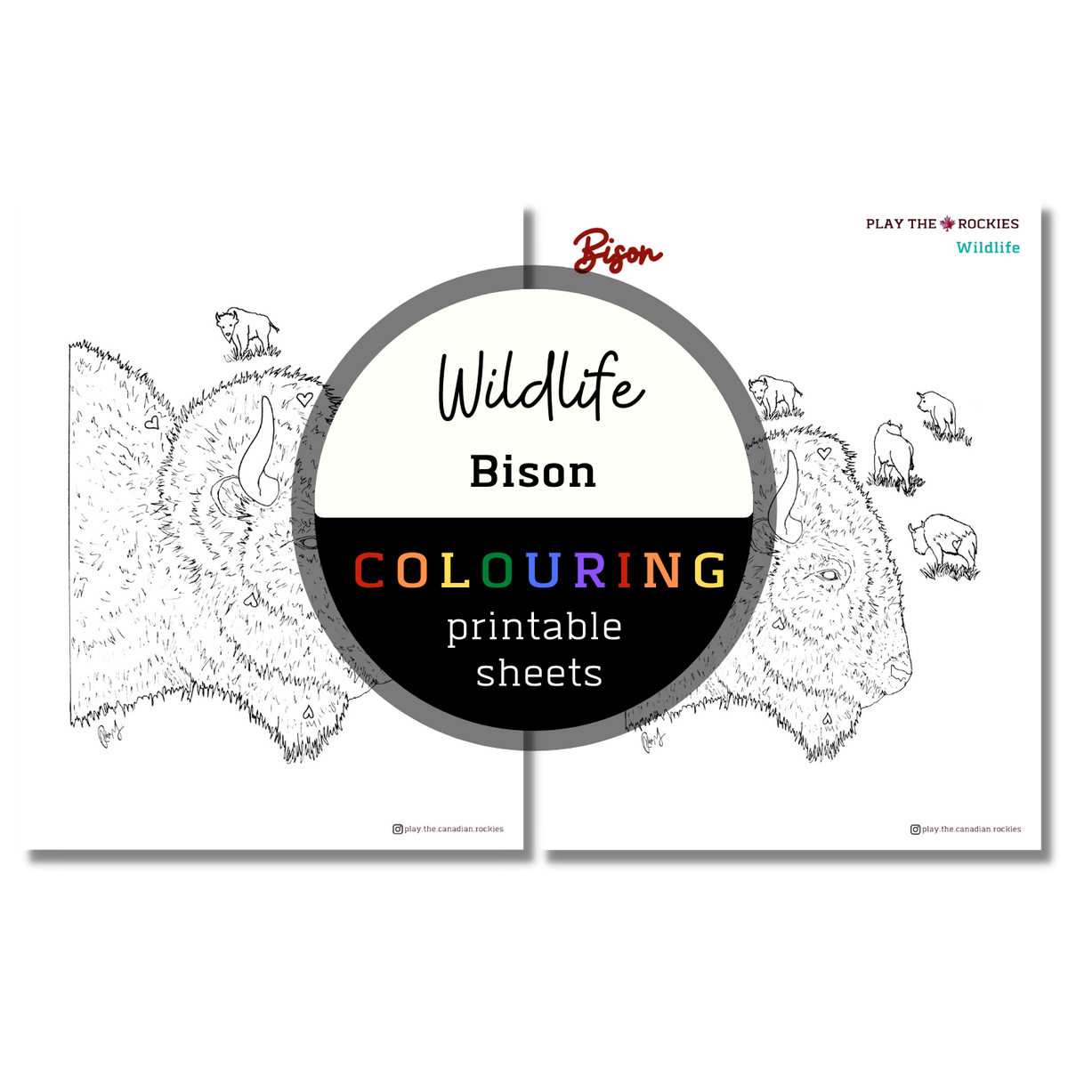Wildlife: Bison Colouring Sheets ⌲ Printable