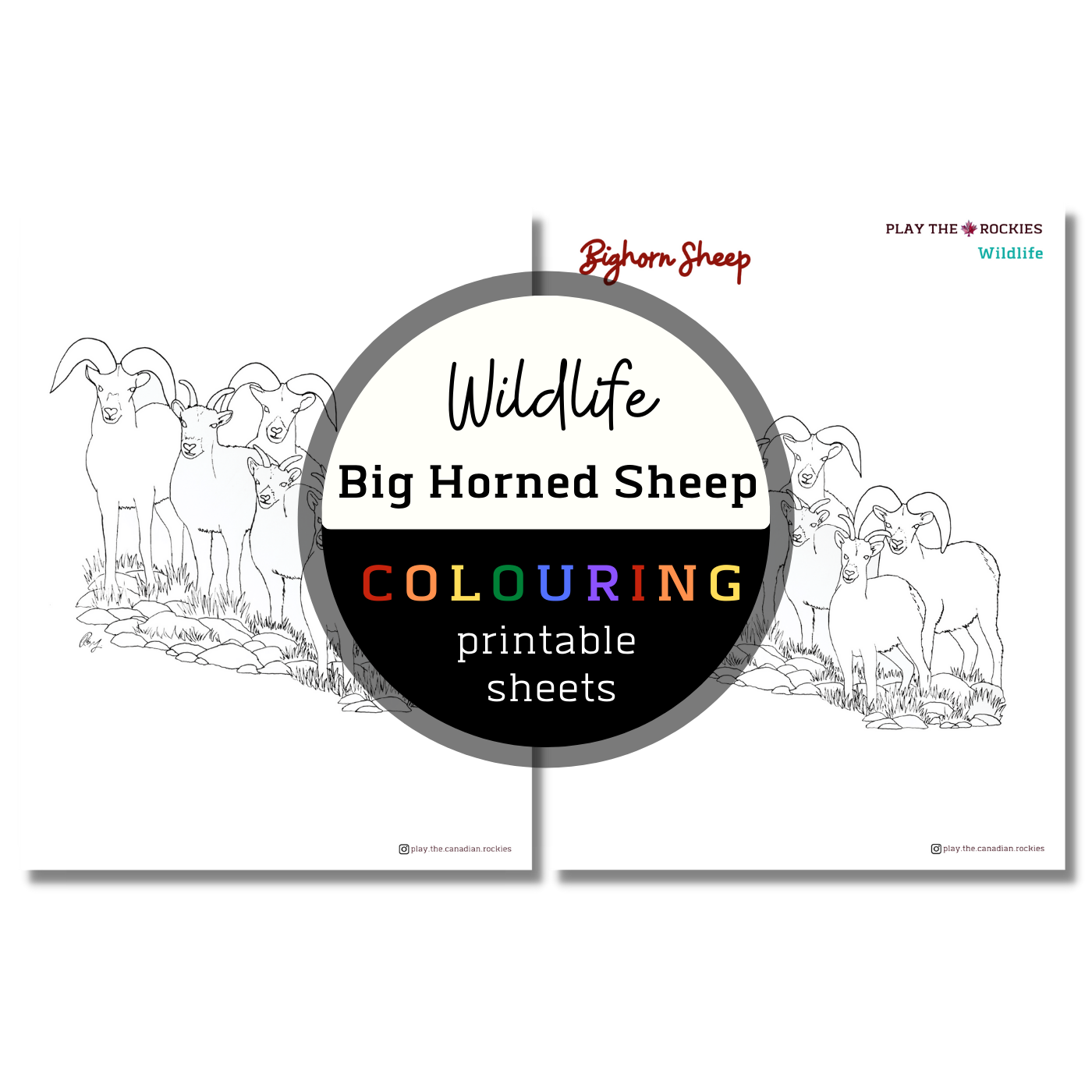 Set of 15 Wildlife Colouring Sheets ⌲ Printable