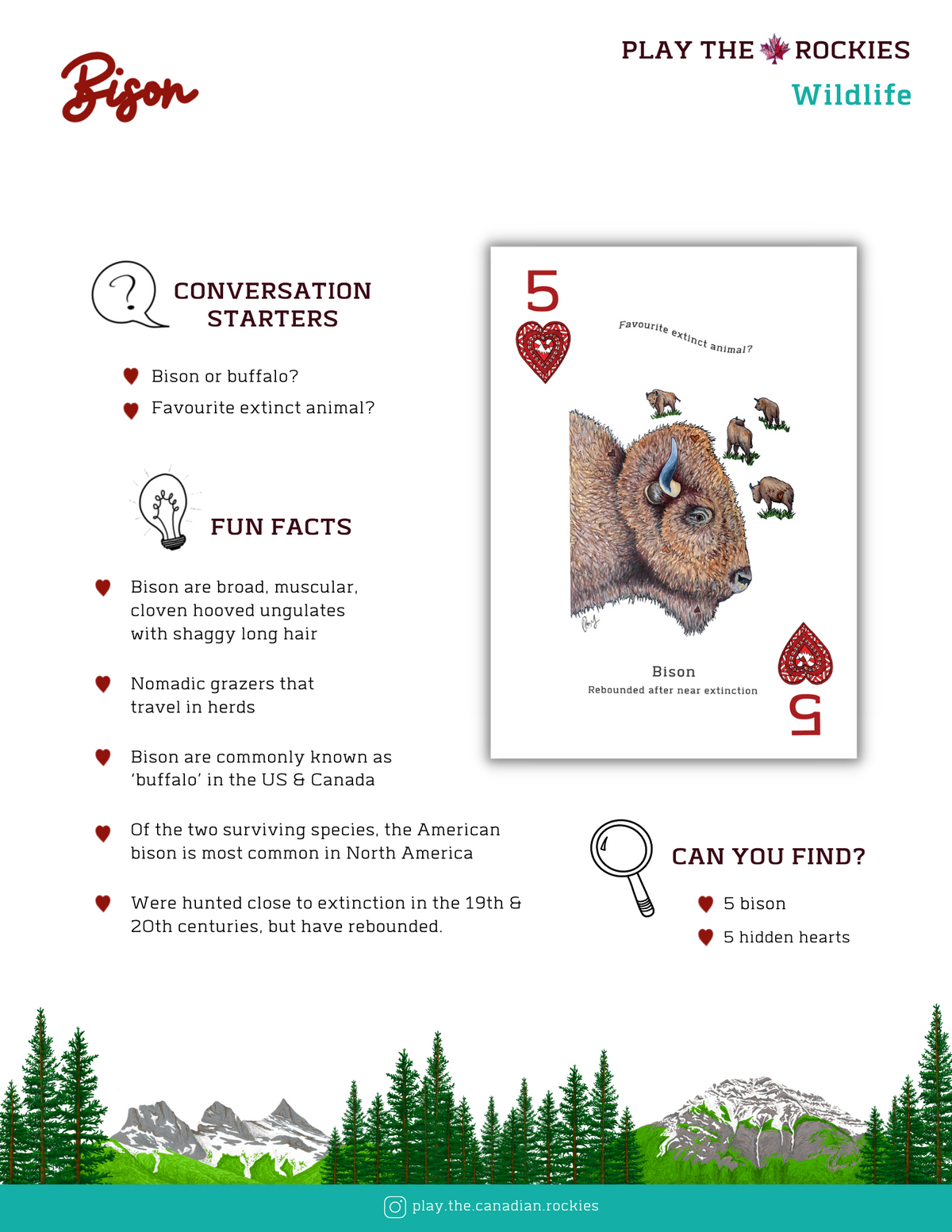 5 Bison - Wildlife - Information Sheet