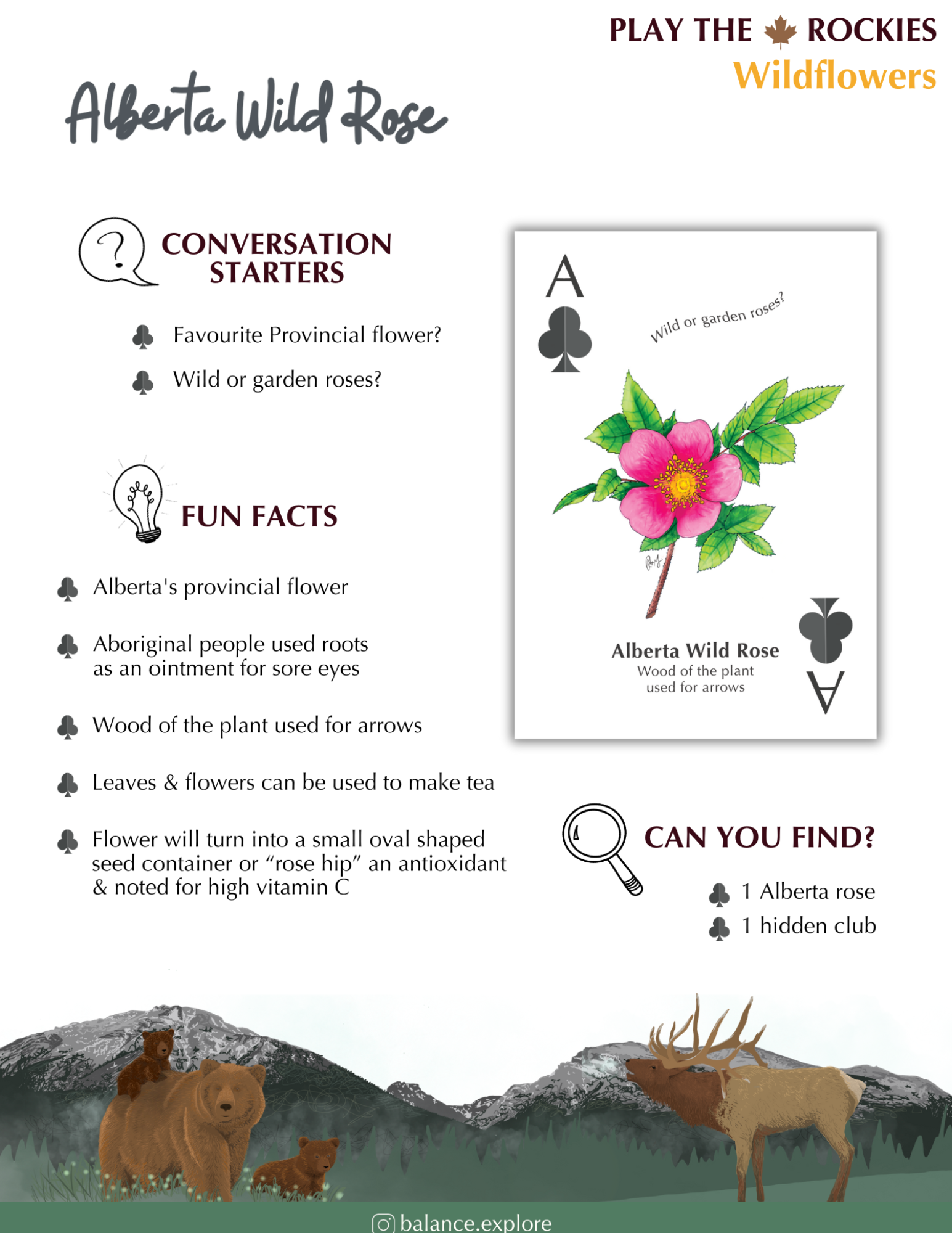 1 Ace - Alberta Wild Rose - Wildflowers - Information Sheet