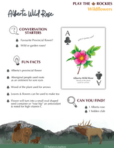 1 Ace - Alberta Wild Rose - Wildflowers - Information Sheet