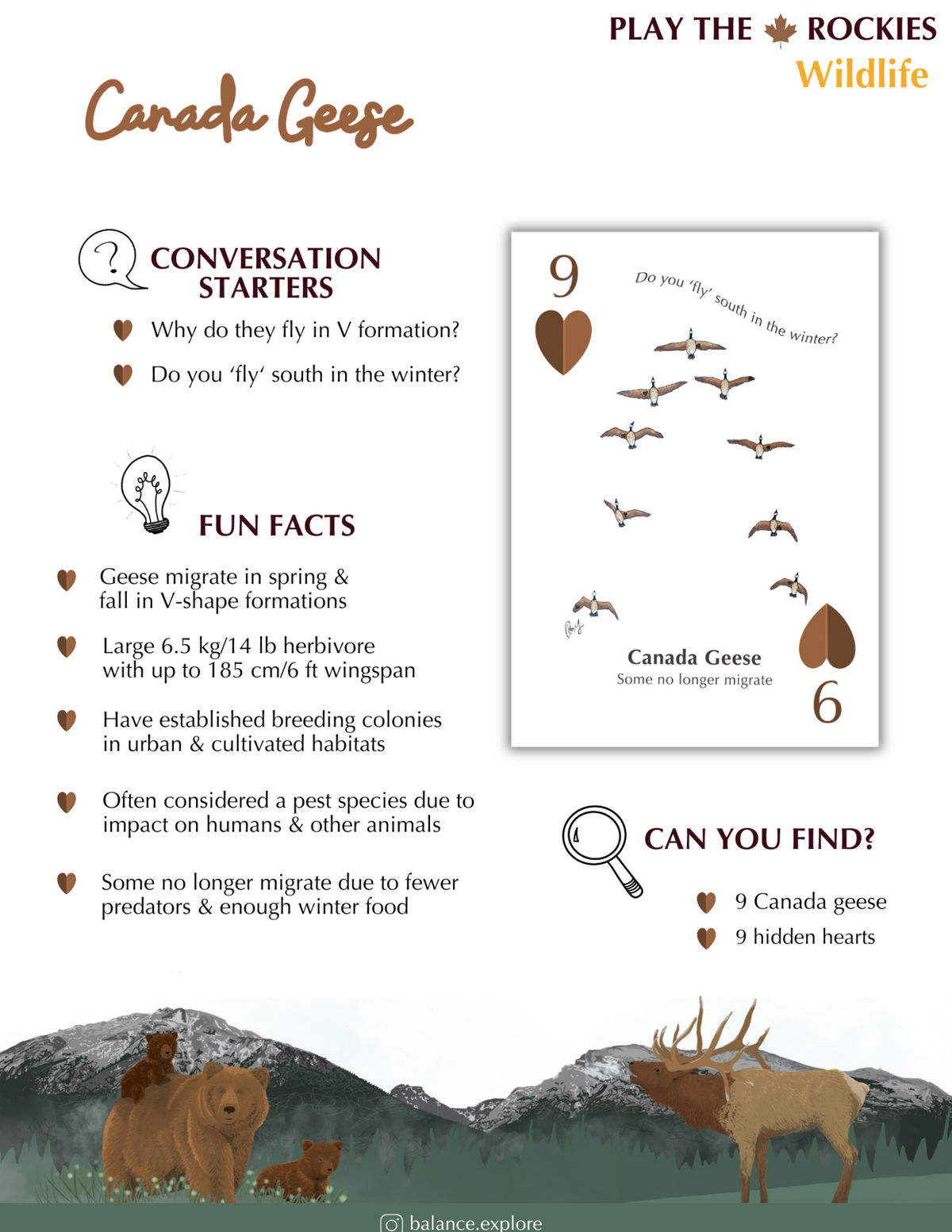 9 Canada Geese - Wildlife - Information Sheet