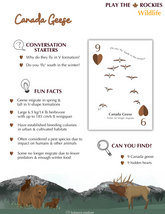 9 Canada Geese - Wildlife - Information Sheet