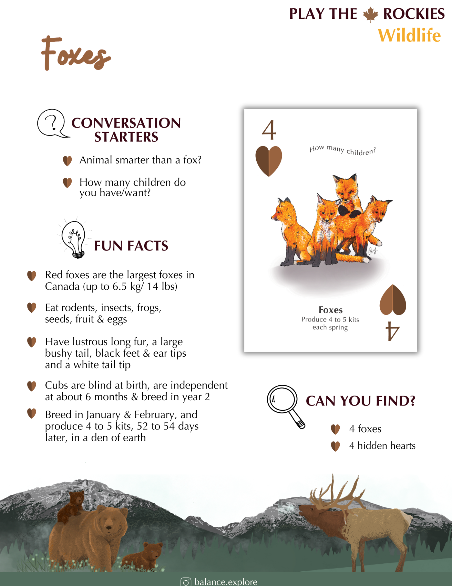 4 Foxes - Wildlife- Information Sheet