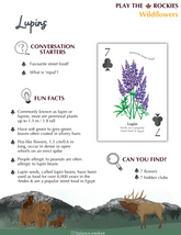7 Lupins - Wildflowers - Information Sheet