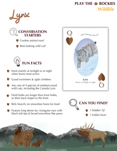12 Queen - Lynx - Wildflife - Information Sheet