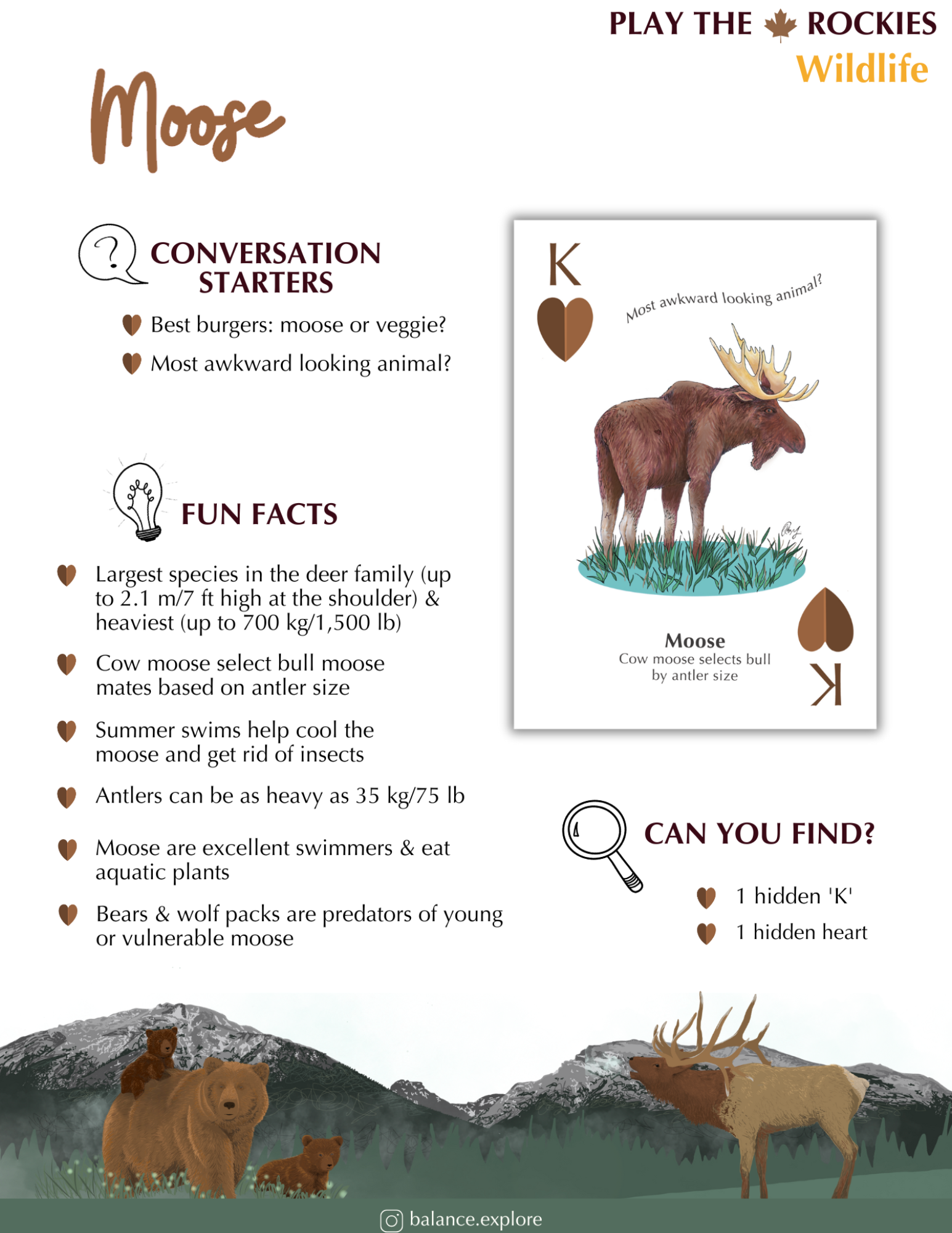 13 King - Moose - Wildlife - Information Sheet