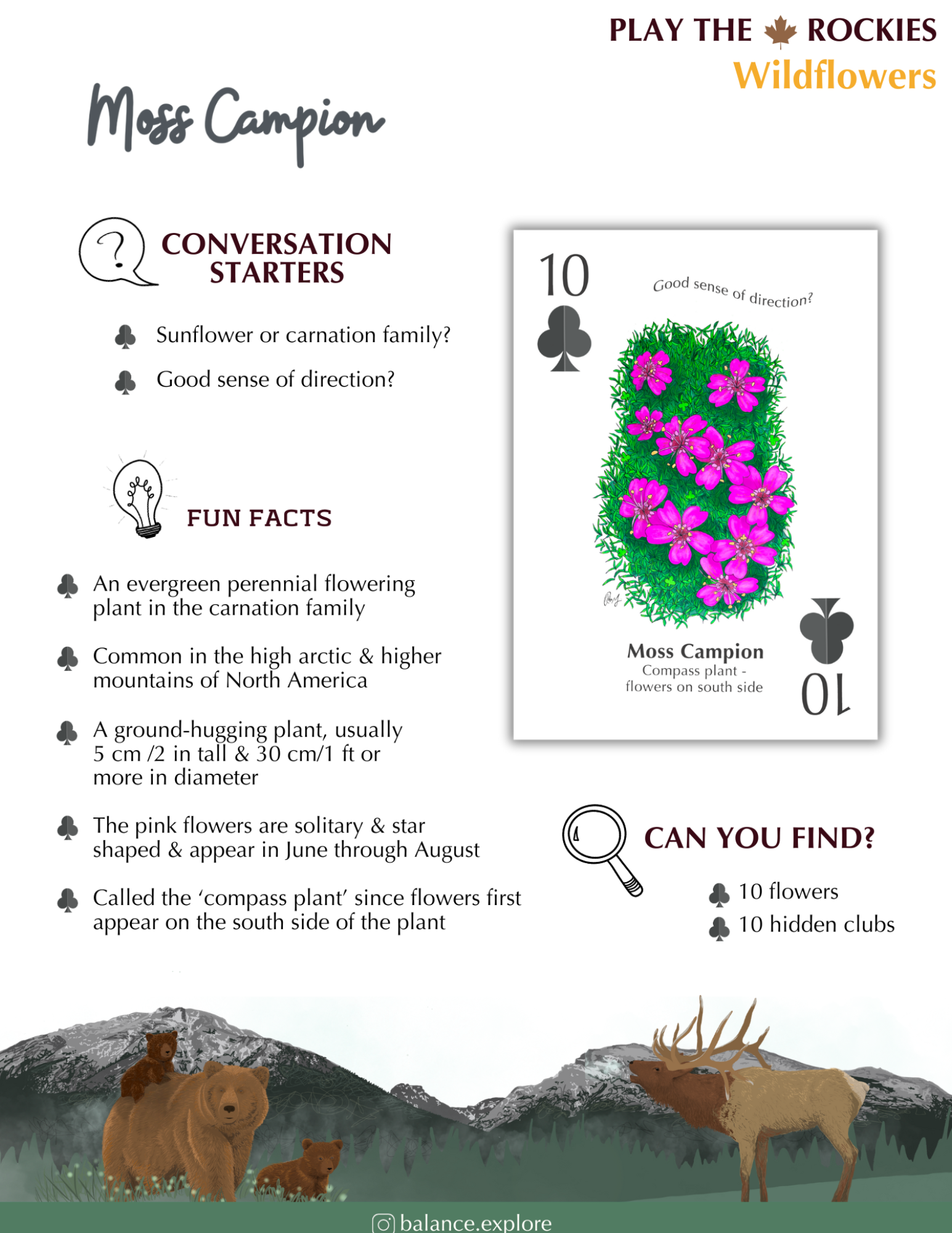 10 Moss Campion - Wildflowers - Information Sheet