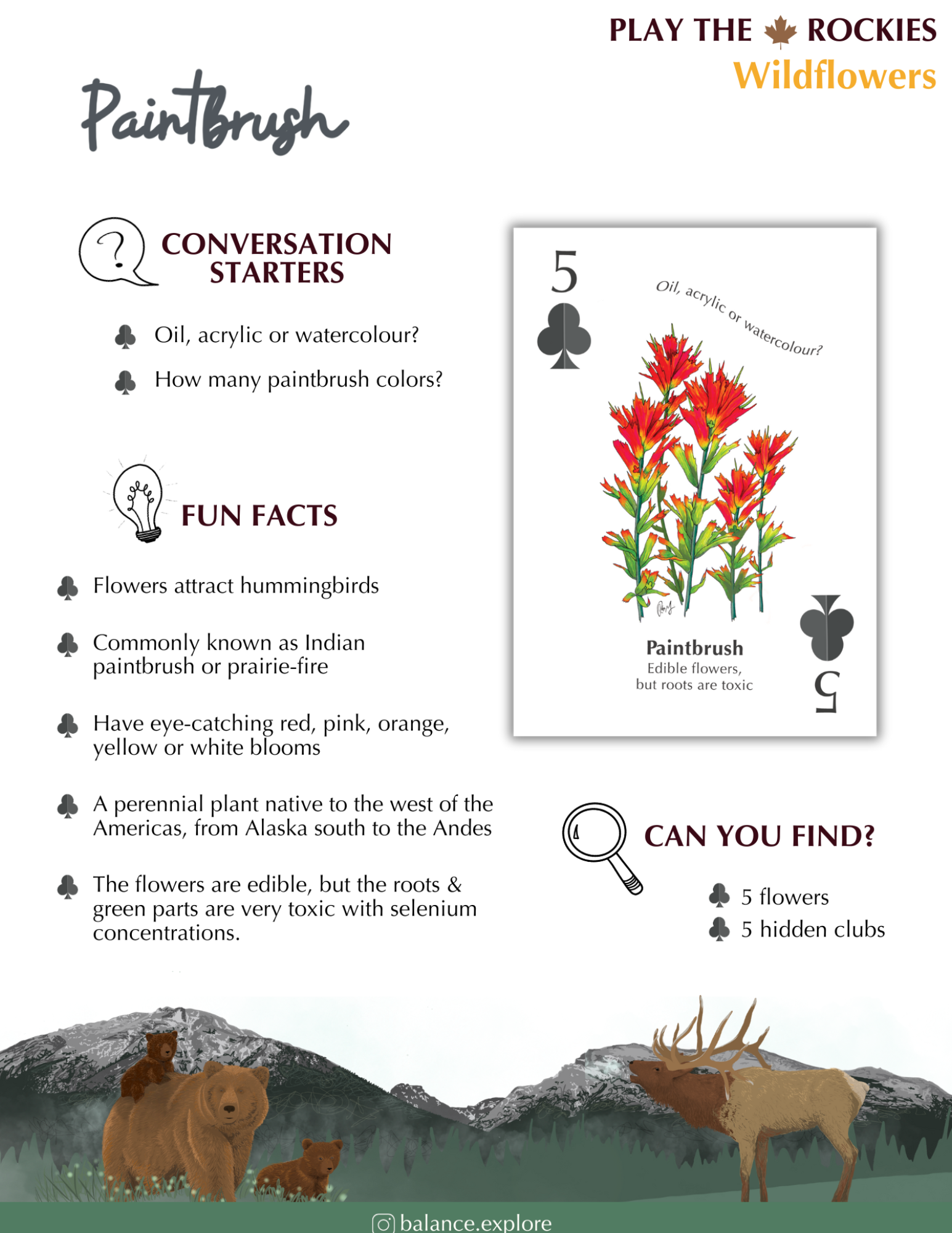 5 Paint Brush - Wildflowers - Information Sheet
