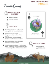 11 Jack - Prairie Crocus - Wildflowers - Information Sheet