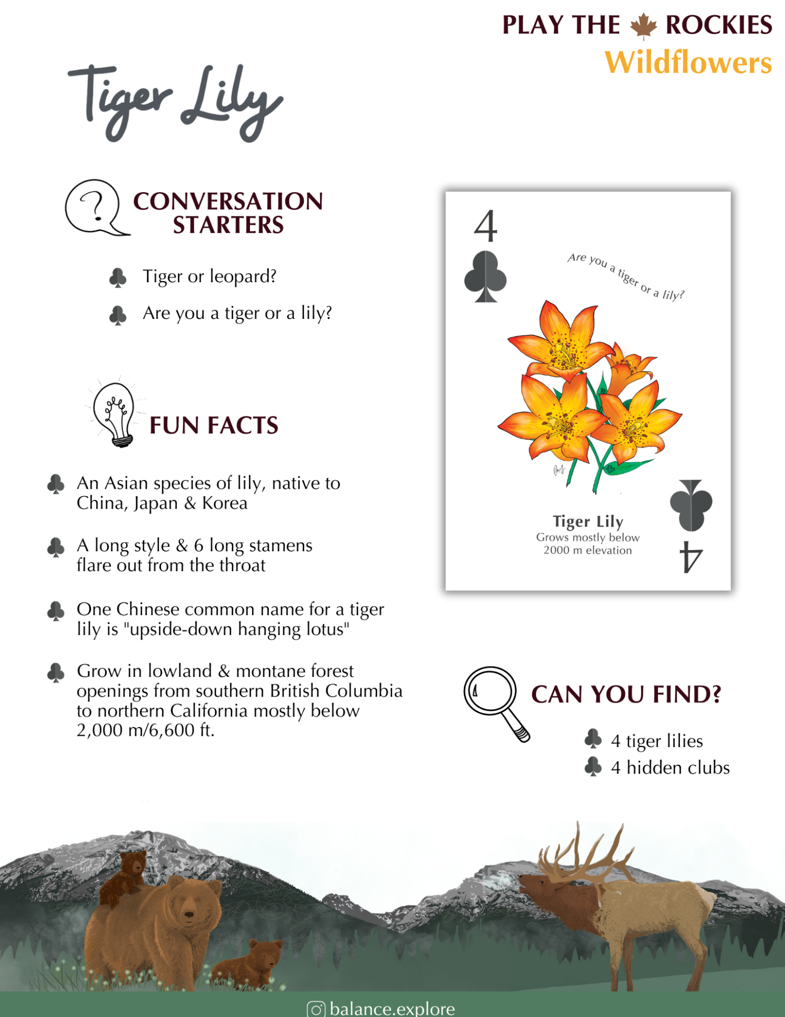 4 Tiger Lily - Wildflowers- Information Sheet