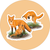 Foxes Stickers