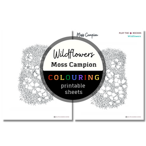 Set of 13 Wildflower Colouring Sheets ⌲ Printable