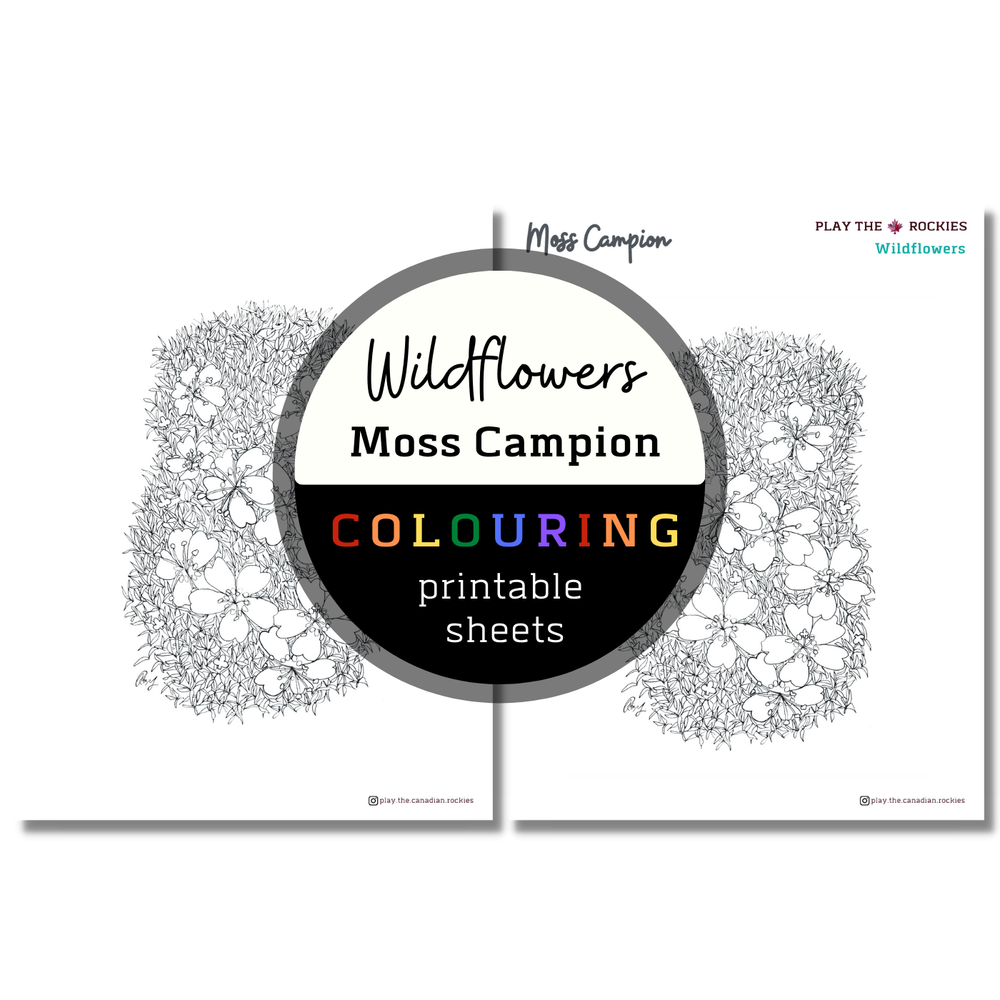 Wildflower: Moss Campion Colouring Sheets ⌲ Printable