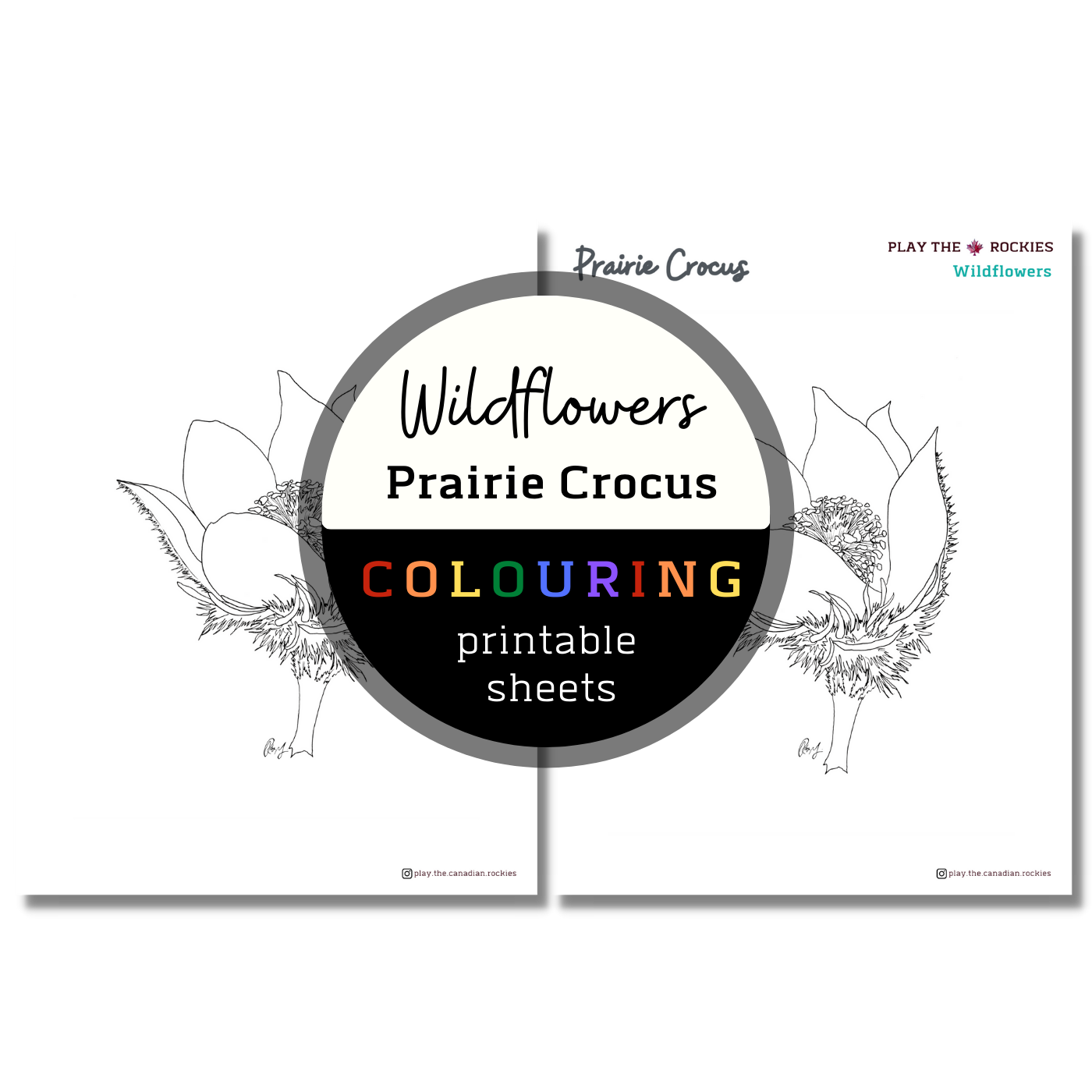 Set of 13 Wildflower Colouring Sheets ⌲ Printable