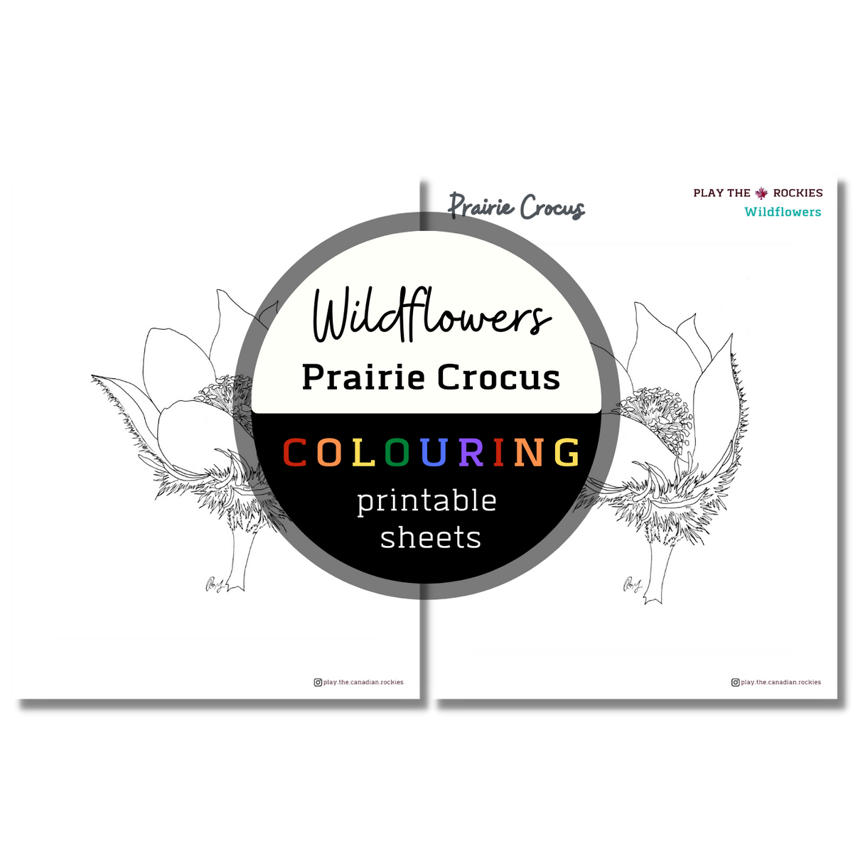 Wildflower: Prairie Crocus Colouring Sheets ⌲ Printable