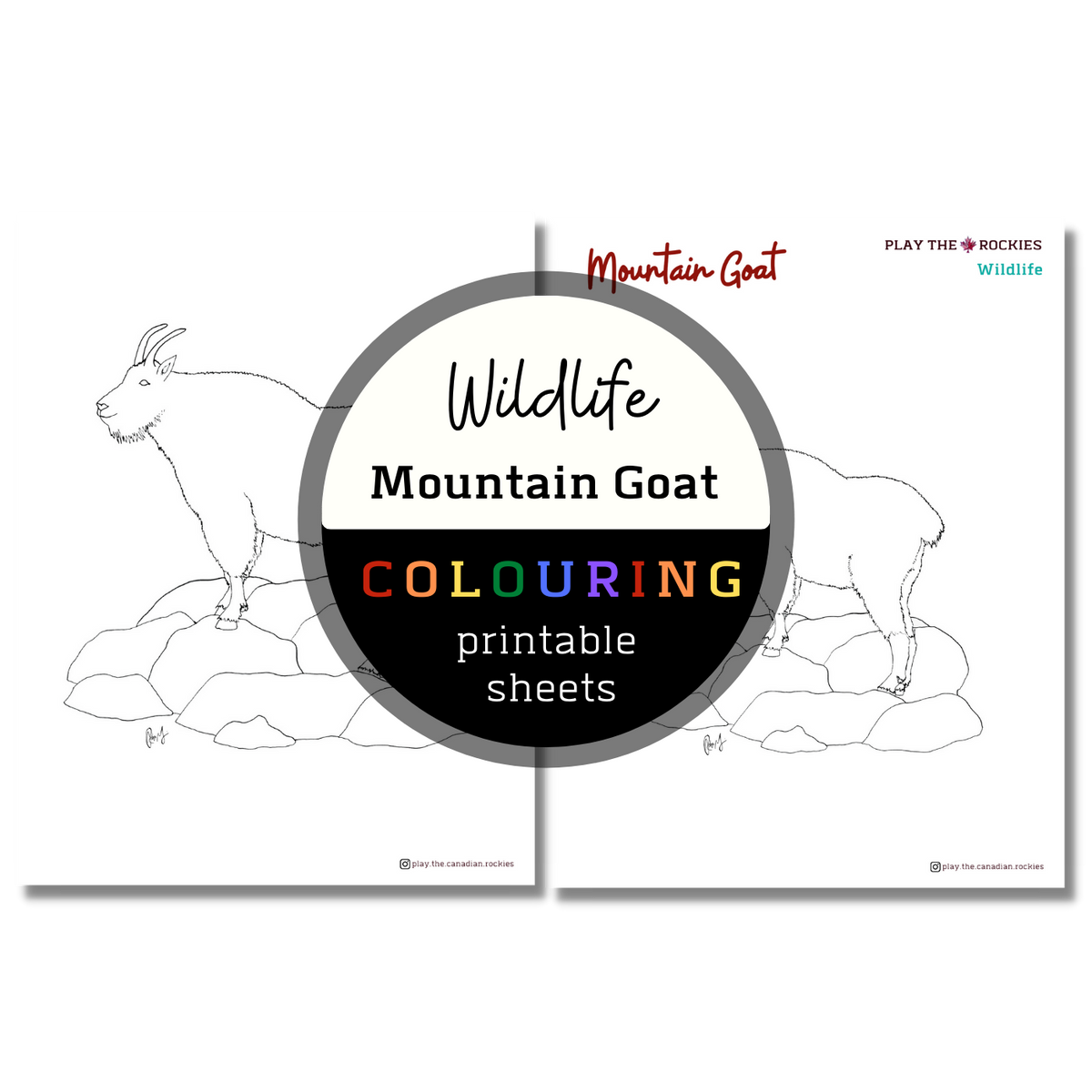 Wildlife: Mountain Goat Colouring Sheets ⌲ Printable