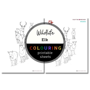 Set of 15 Wildlife Colouring Sheets ⌲ Printable