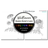 Wildflower: Queen Anne's Lace Colouring Sheets ⌲ Printable