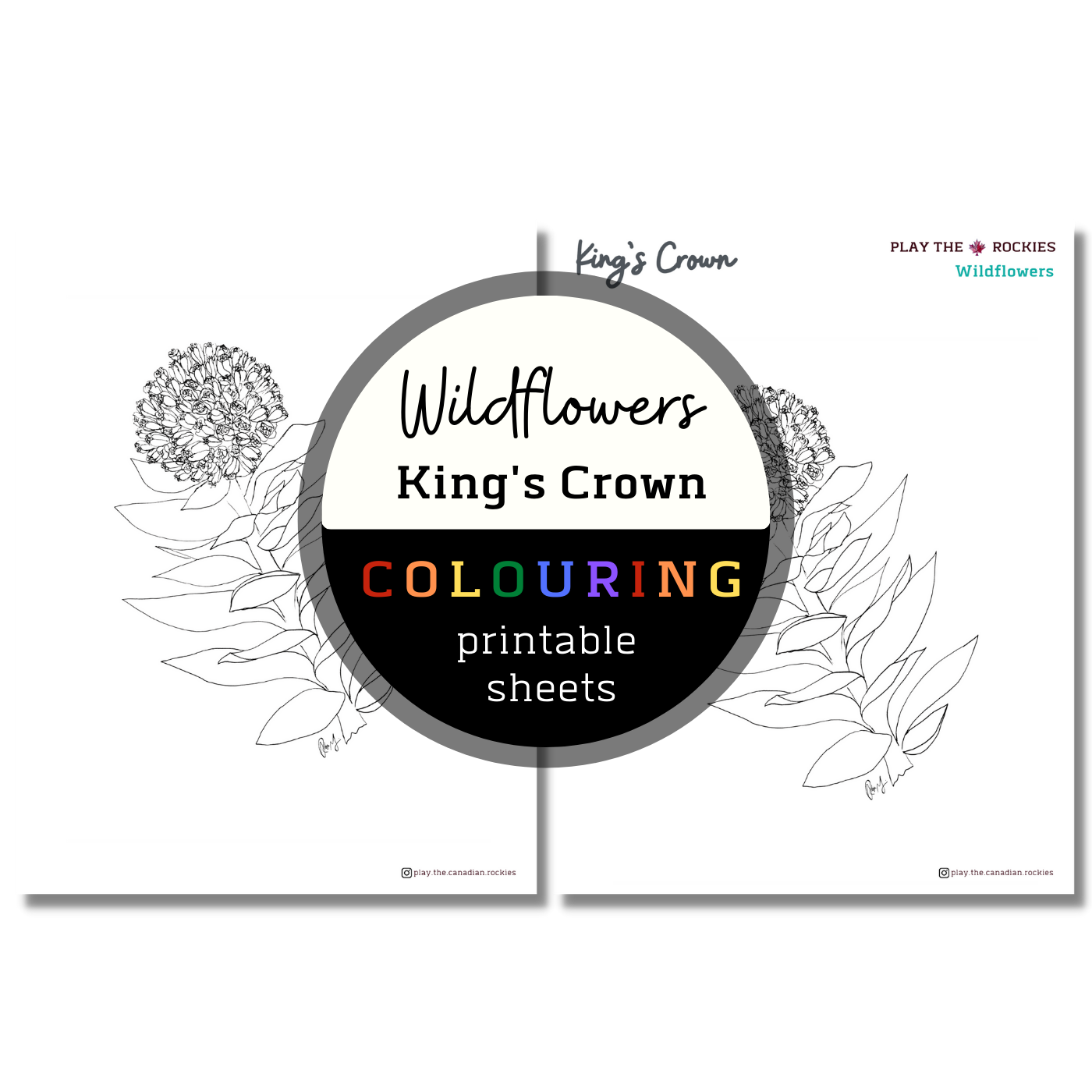 Wildflower: Kings Crown Colouring Sheets ⌲ Printable