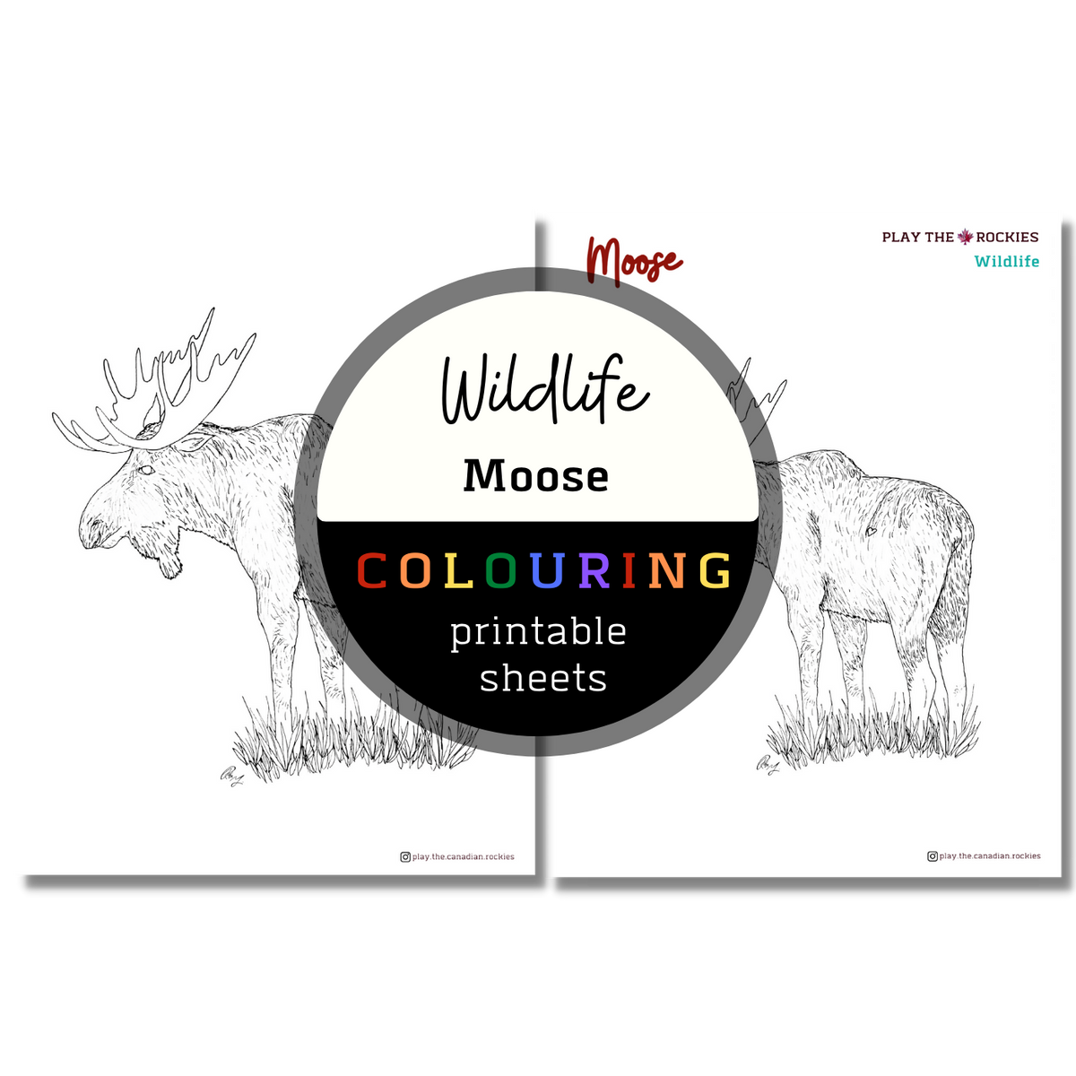 Wildlife: Moose Colouring Sheets ⌲ Printable