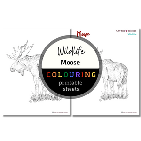 Set of 15 Wildlife Colouring Sheets ⌲ Printable