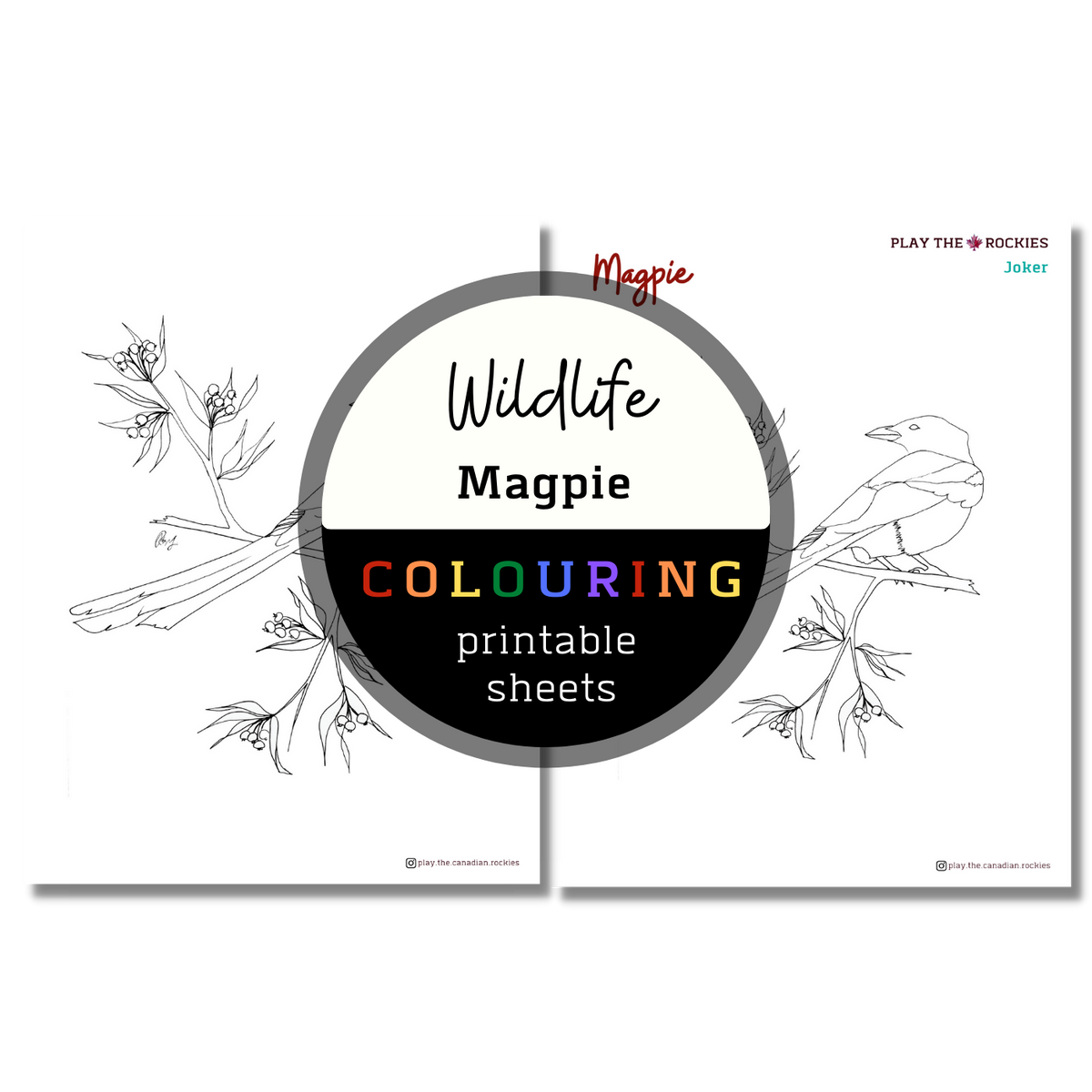 Wildlife: Magpie Colouring Sheets ⌲ Printable
