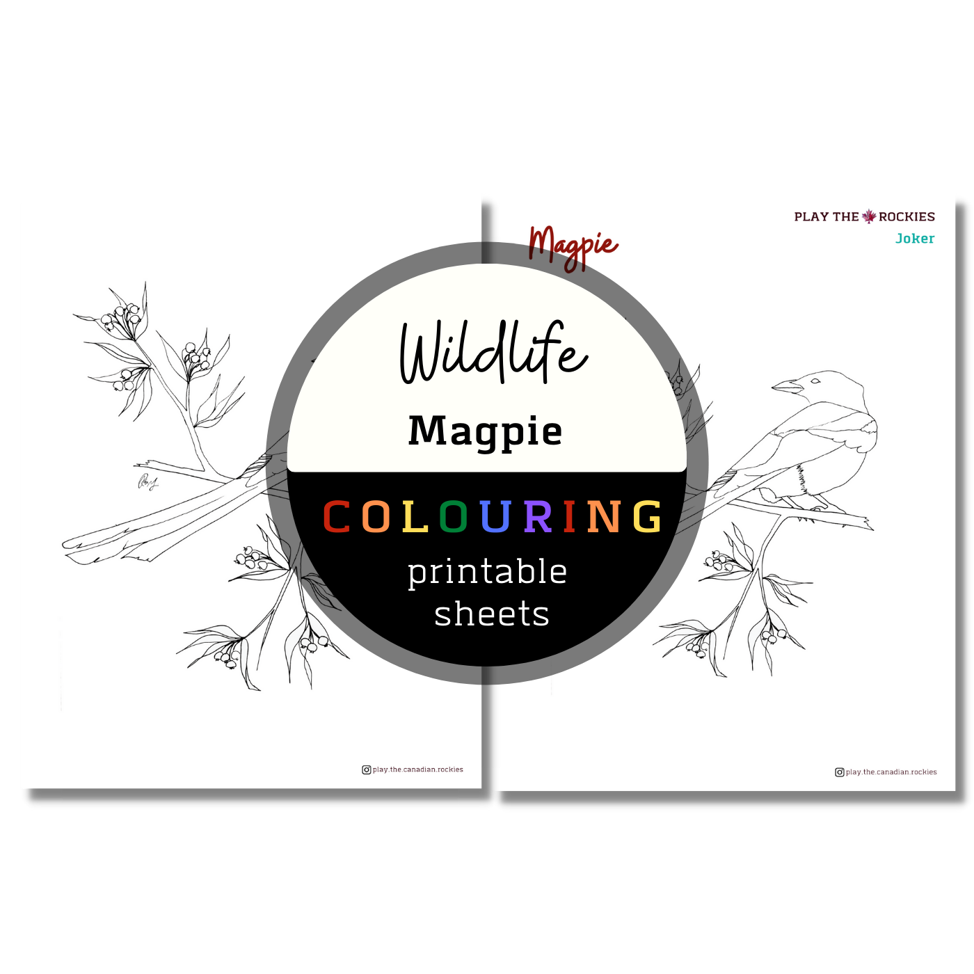 Wildlife: Magpie Colouring Sheets ⌲ Printable