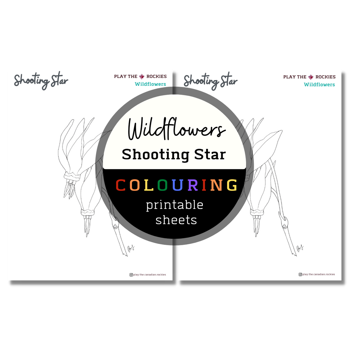 Wildflower: Shooting Star Colouring Sheets ⌲ Printable