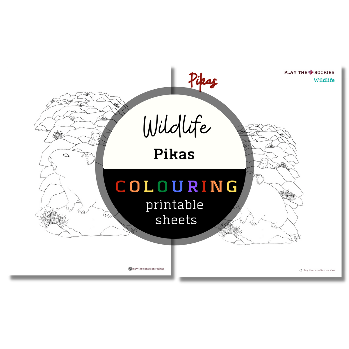 Wildlife: Pikas Colouring Sheets ⌲ Printable