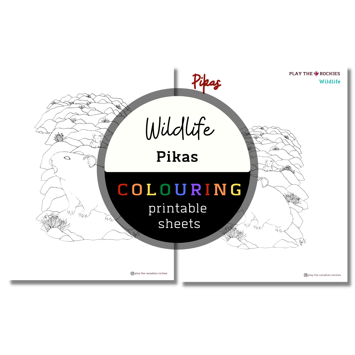 Wildlife: Pikas Colouring Sheets ⌲ Printable