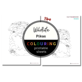 Set of 15 Wildlife Colouring Sheets ⌲ Printable