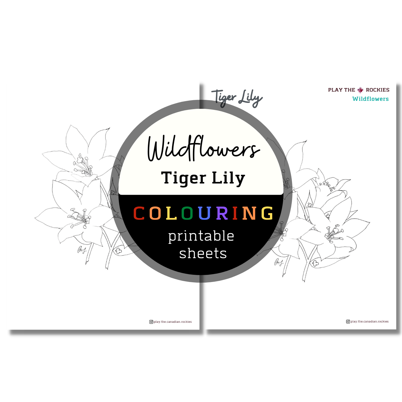Wildflower: Tiger Lily Colouring Sheets ⌲ Printable